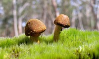 世界射箭世界杯总决赛：年度总冠军争夺战箭在弦上，世界射箭冠军是谁